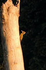 Chrysophlegma flavinucha