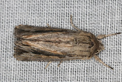 Persectania dyscrita