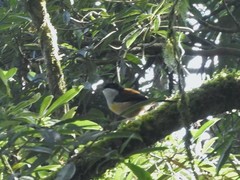 Pteruthius rufiventer