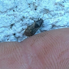Heterogaster urticae