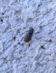 Heterogaster urticae