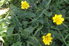 Ficaria verna