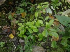 Hylotelephium telephium fabaria