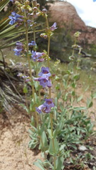 Penstemon pachyphyllus congestus