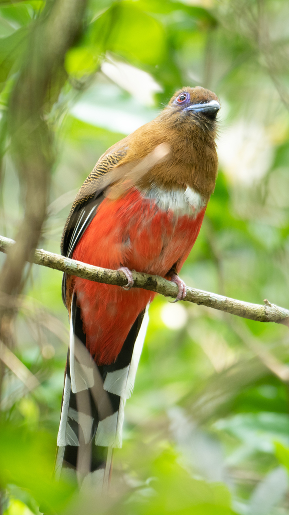 Red-Headed Trogon