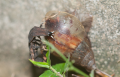 Pyrocoelia praetexta