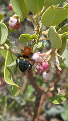 Melecta