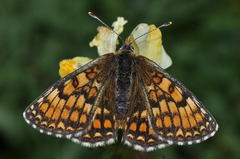 Melitaea deione