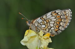 Melitaea deione