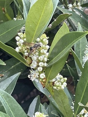Andrena crataegi