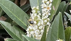 Andrena crataegi