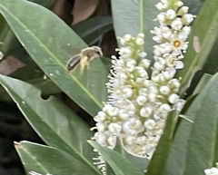 Andrena crataegi