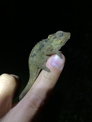 Bradypodion ngomeense