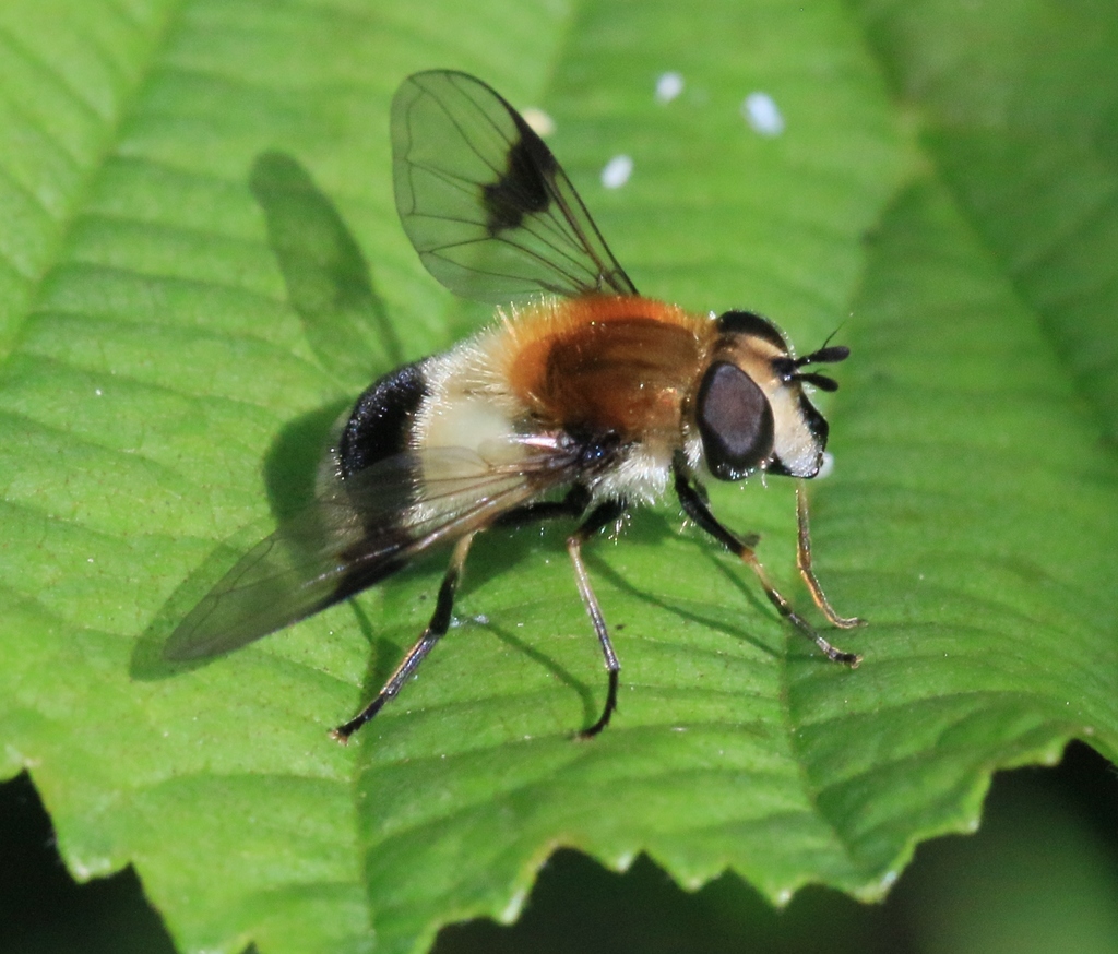 Blotch-winged Hoverfly