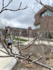 Cornus kousa