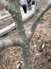 Cornus kousa