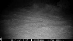 Leptailurus serval constantina