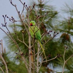 Psittacula krameri