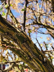 Fouquieria macdougalii