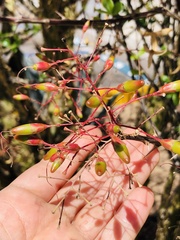Fouquieria macdougalii