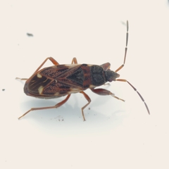 Eremocoris podagricus