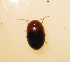 Prionocyphon discoideus