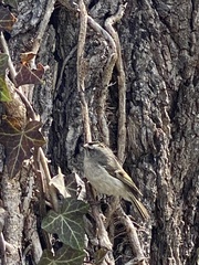 Regulus satrapa