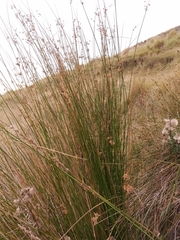 Juncus procerus