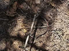 Diadophis punctatus vandenburgii