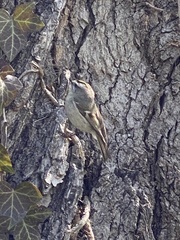 Regulus satrapa