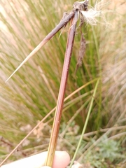 Juncus procerus