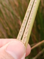 Juncus procerus