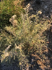 Podlechiella vogelii