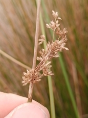 Juncus procerus
