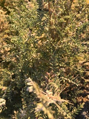 Podlechiella vogelii