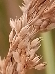 Juncus procerus