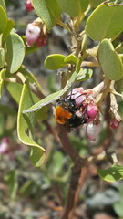 Melecta