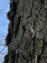 Certhia americana