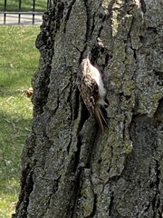 Certhia americana