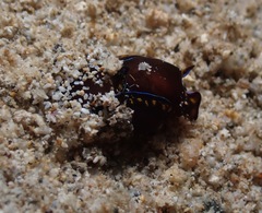 Cephalaspidea