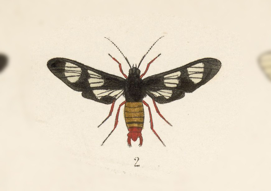 Phoenicoprocta mexicana