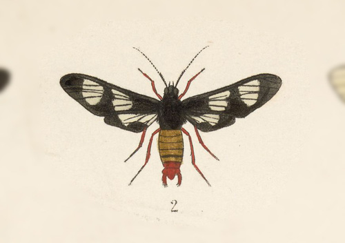 Phoenicoprocta mexicana