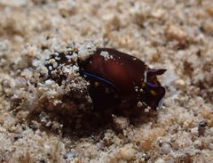 Cephalaspidea