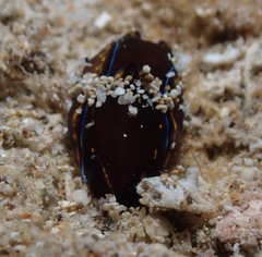 Cephalaspidea