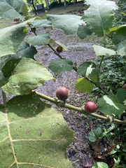 Solanum sessiliflorum