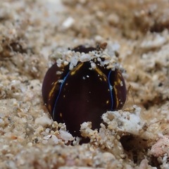 Cephalaspidea