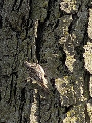Certhia americana