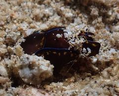 Cephalaspidea
