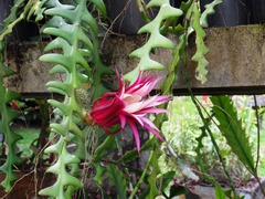 Selenicereus anthonyanus