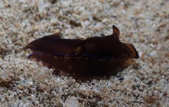Cephalaspidea